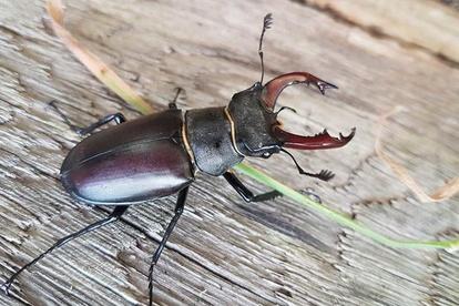 A Silver male stag beetle header PTES great stag hunt 2019 e1561475715269 621f5a390d7fc