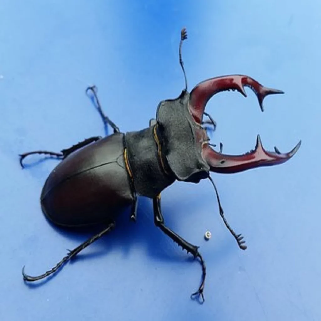 Stag Beetle5 compressed