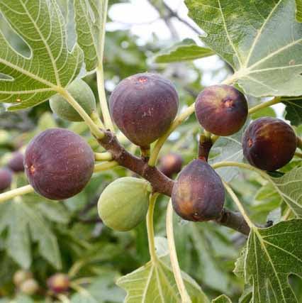 fig fruit dwarf plant ficus carica turkey brown 1 helathy live layering plant kadiyam nursery 1 grande 1