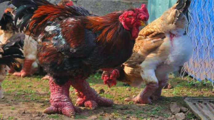 200 कड़नाथ मुर्गे के बराबर होती है दुनिया के सबसे महंगे मुर्गे की कीमत, जानकर पैरों तले खिसक जाएगी जमीन