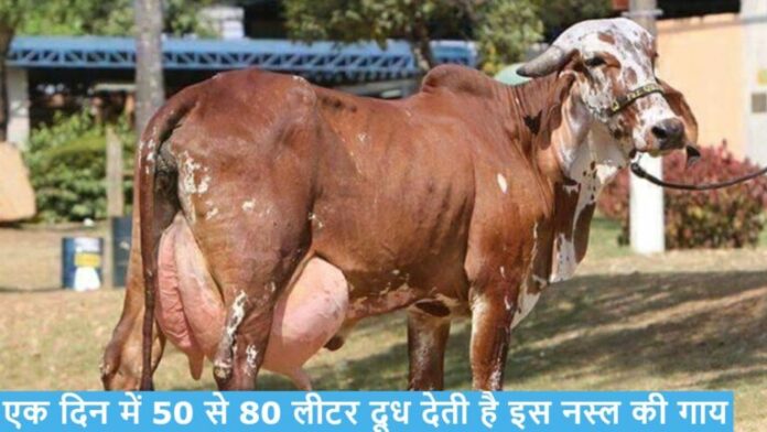 इस नस्ल की गाय देंगी एक दिन में 50 से 80 लीटर दूध, कम लागत में बना देंगी मालामाल, जानिए पूरी जानकारी