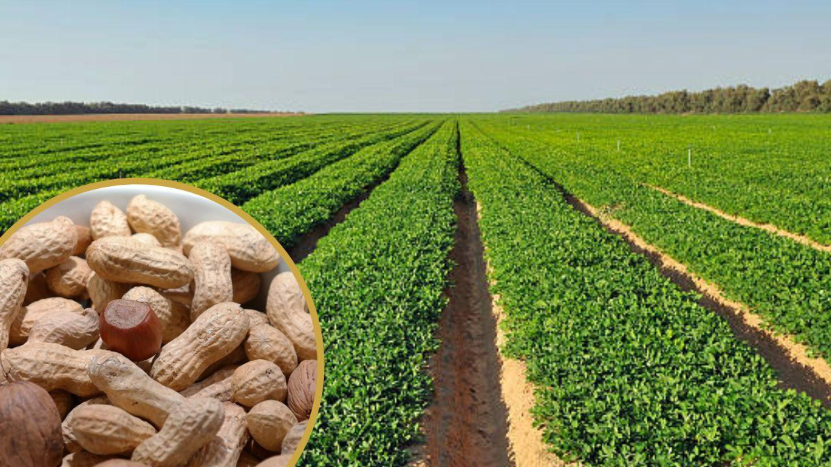मूंगफली की खेती कर किसान हो सकते है मालामाल, जनिए खेती करने का सही तरीका