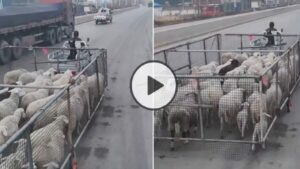 शख्स ने भिड़ाया गजब का जुगाड़ भेड़-बकरियो को इक्कठा करने के लिए, देखे वायरल वीडियो!