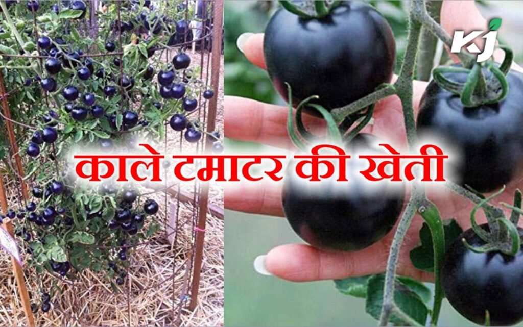 औषधीय गुणों से भरपूर होते है काले टमाटर, इसकी खेती कर किसान कमा सकते है लाखों रुपये, जाने खेती की जानकारी