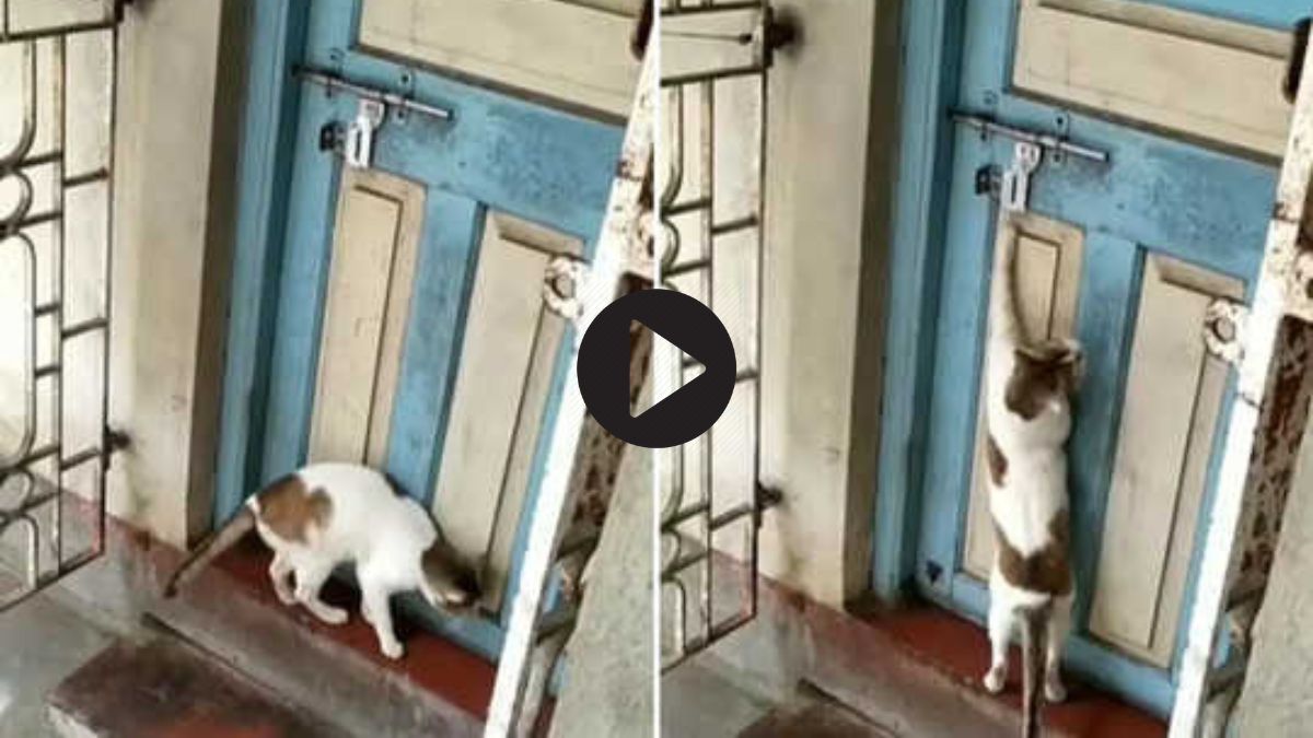 Desi Jugaad : बिल्ली ने घर में जाने के लिए लगाया तिकड़म दिमाग, जिसे देख हर कोई रह जायेंगा दंग, देखे वायरल वीडियो