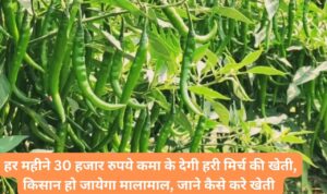 हर महीने 30 हजार रुपये कमा के देगी हरी मिर्च की खेती, किसान हो जायेगा मालामाल, जाने कैसे करे खेती