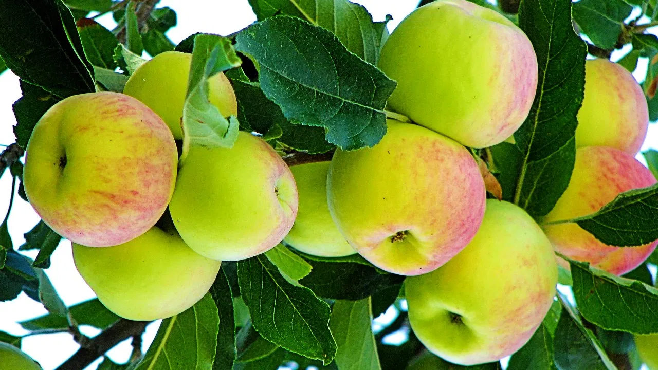 किसानों को होंगा लाखों का मुनाफा सेब की खेती से, देखे इसकी पूरी जानकारी