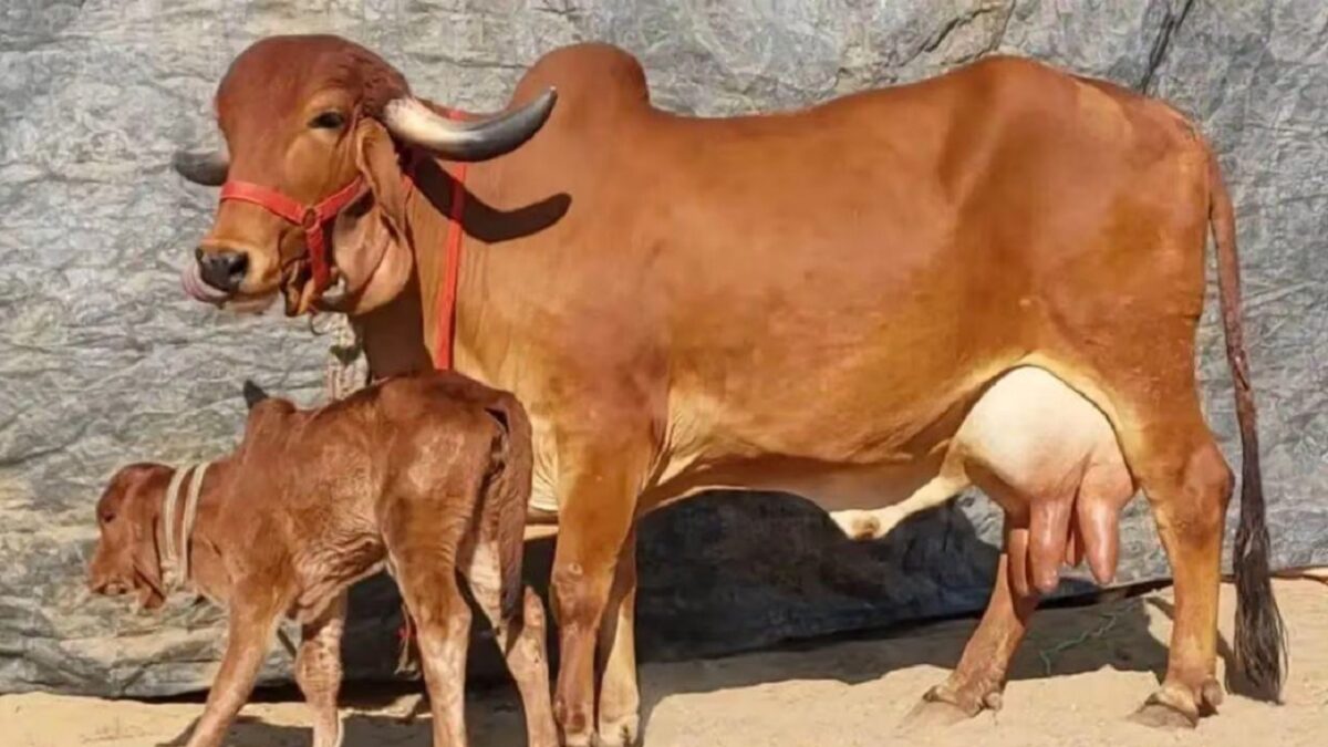 इस खास नस्ल की गाय देंगी 50 से 80 लीटर दूध, कम समय में पशुपालको को बना देंगी लखपति, जानिए इसकी खासियत के बारे में