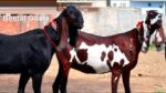 Bakri Paalan Business: जरा सी जगह में करे इस नस्ल की बकरी का पालन! देती है गाय के बराबर दूध, बिकती है लाखो में...