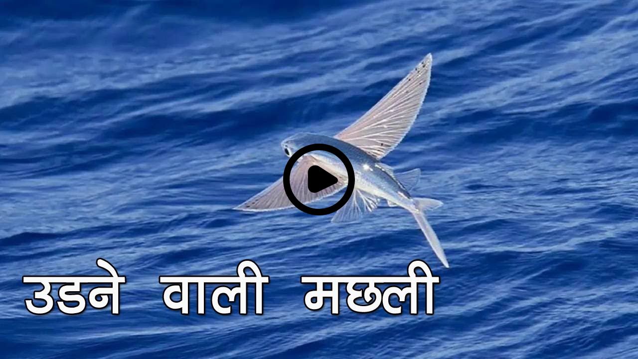 Flying Fish: क्या आपने कभी उड़ती हुई मछली देखी है? आइये देखे इस वीडियो में...