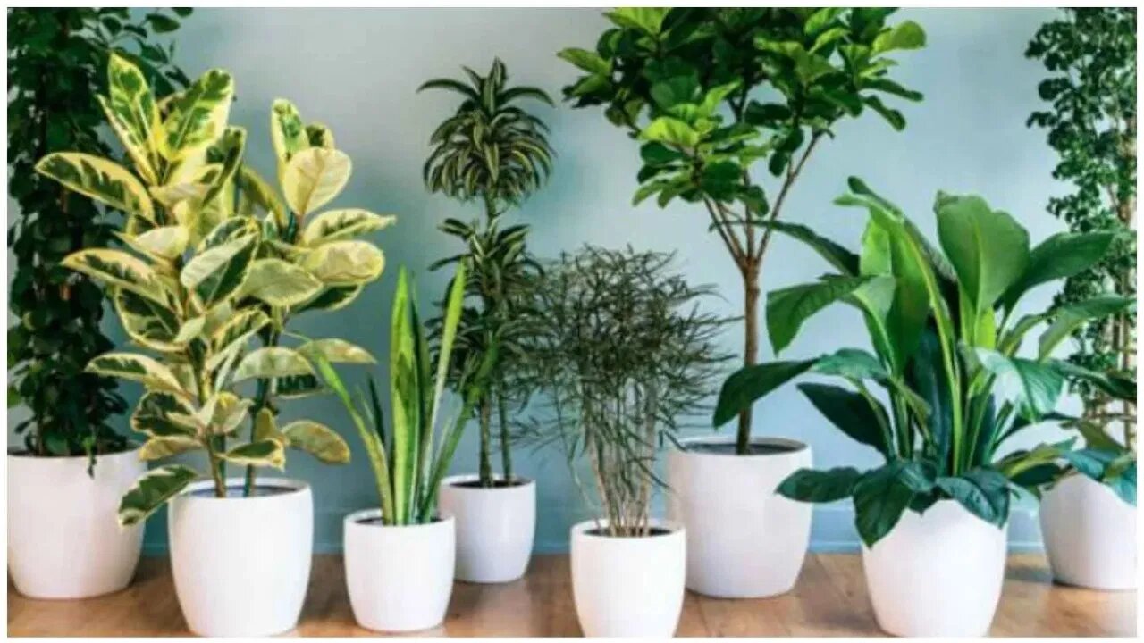 Vastu Tips: वास्तु के अनुसार घर में न रखें ये 5 पौधे, लाते हैं नकारात्मक ऊर्जा, जानिए