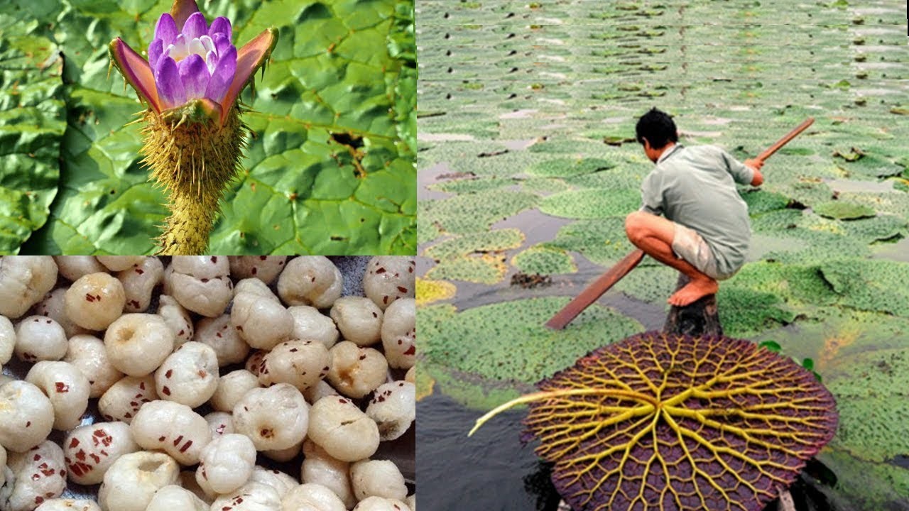 Business Idea: चार गुना मुनाफा देने वाली फसल! इसकी खेती करके बदल जायेगी किसानो की किस्मत