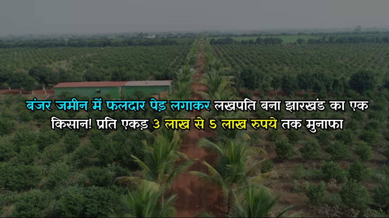 बंजर जमीन में फलदार पेड़ लगाकर लखपति बना झारखंड का एक किसान! प्रति एकड़ 3 लाख से 5 लाख रुपये तक मुनाफा