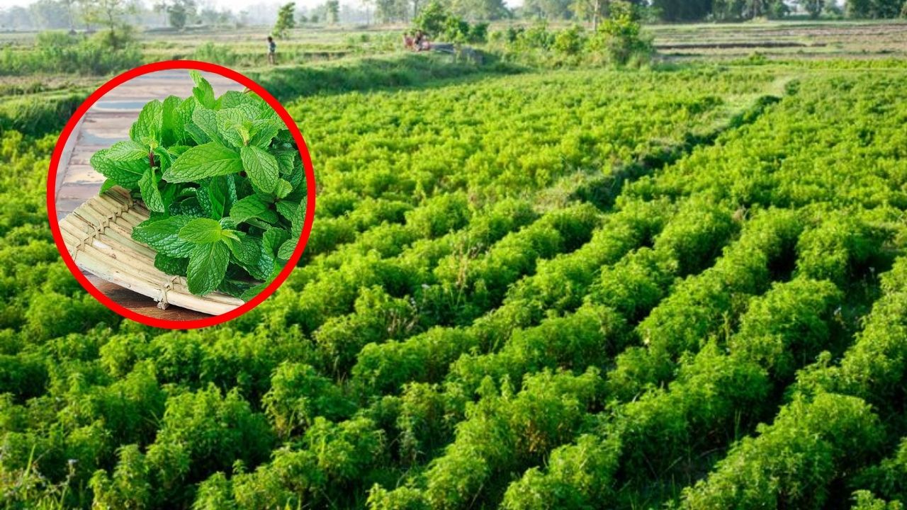 महज 3 महीने में किसानो को मालामाल कर देगी इस औषधीय पौधे की खेती! कहलाती है "हरा सोना", बिकती है 1000 से 1500 रुपये प्रति किलो