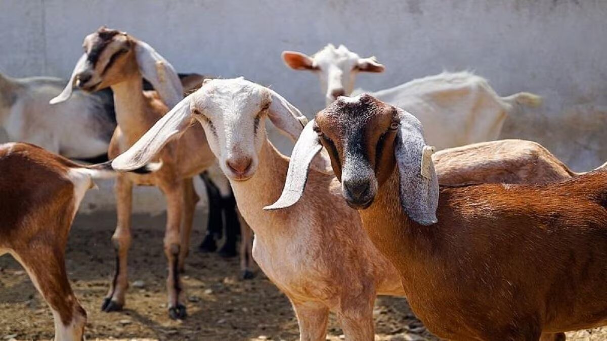 Bakari Palan Lone Subsidy: बकरी पालन के लिए सरकार देंगी 10 से 50 लाख रुपये तक का लोन, जानें सब्सिडी और कमाई के बारे में