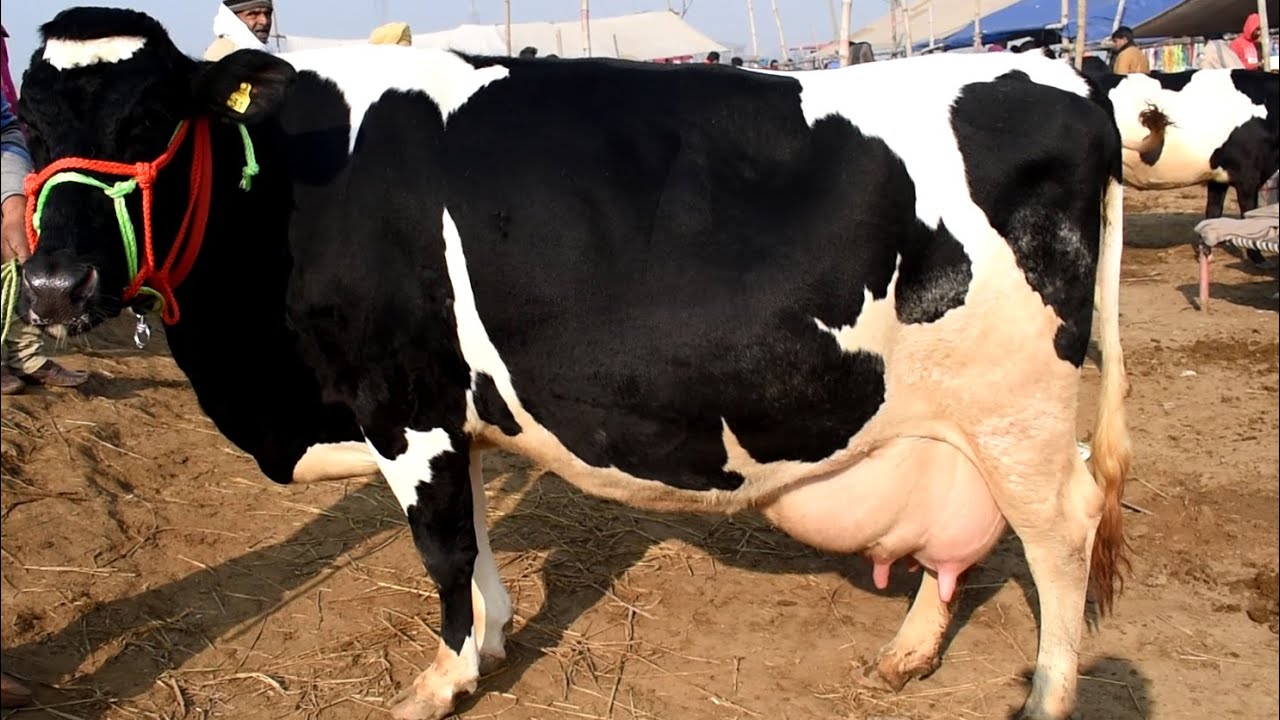 Business Idea: किसानो को मालामाल बना देगी गाय की ये 3 नस्ले! रोजाना देती है 30 से 40 लीटर तक दूध
