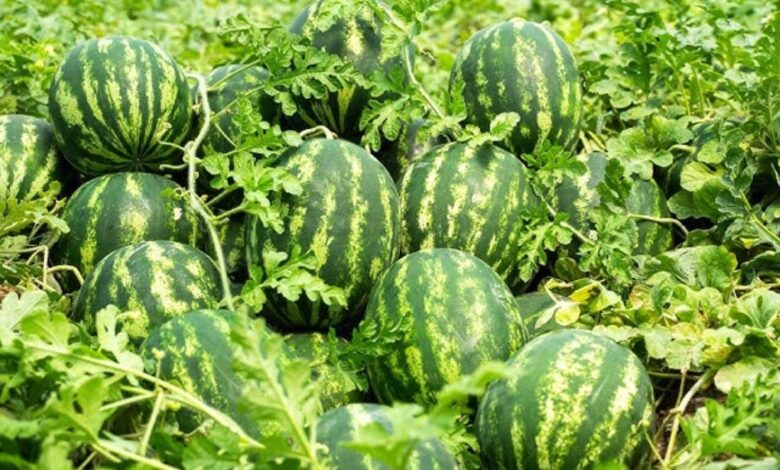 गर्मी में खाली घूमने से बेहतर कर डालो ये 90 दिन वाला काम कमाई इतनी की बाप जलम न देखी हो