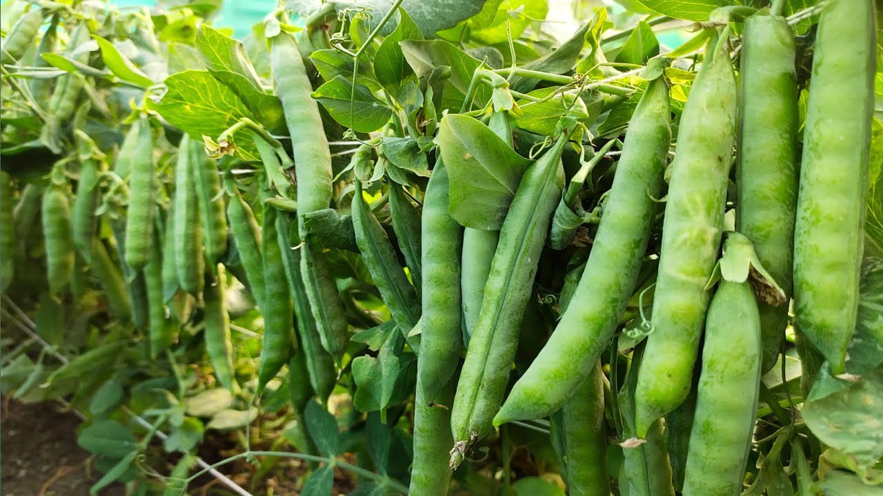 Pea cultivation makes farmers rich